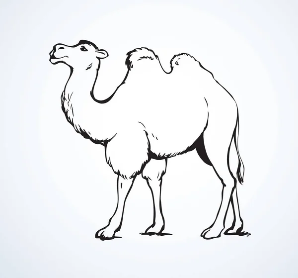 Um camelo. Esboço vetorial — Vetor de Stock