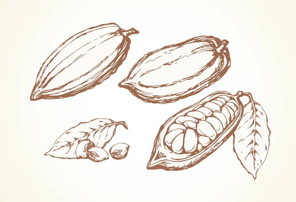 Frutas de cacao. Dibujo vectorial — Vector de stock