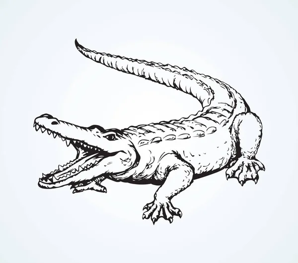 Crocodilo. Desenho vetorial —  Vetores de Stock