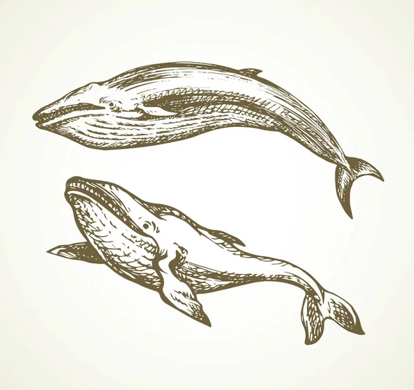 Une baleine. Dessin vectoriel — Image vectorielle