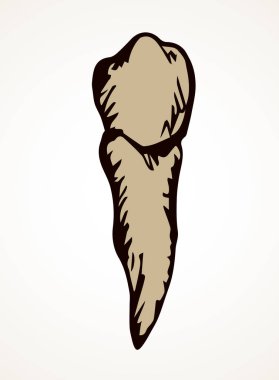 Dişin yerleşimi. Vektör çizimi