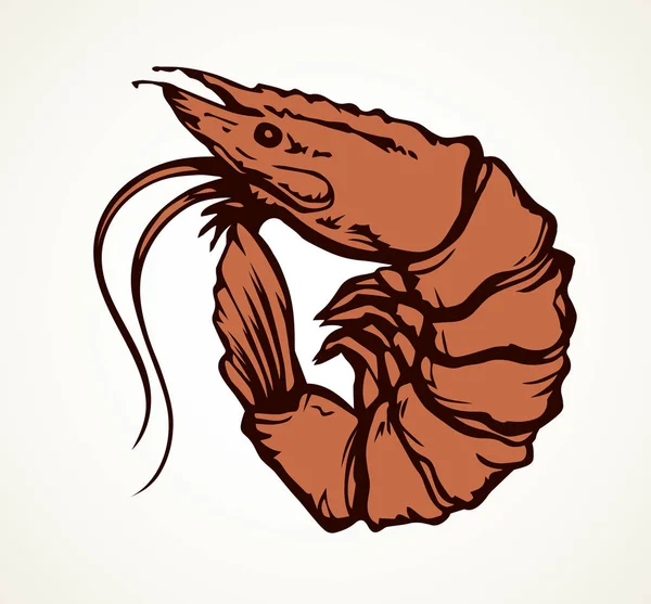 Grosses crevettes. Croquis vectoriel dessin — Image vectorielle