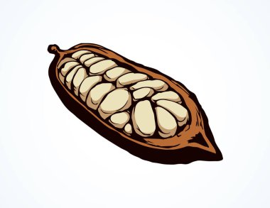 Kakao meyveleri. Vektör çizim