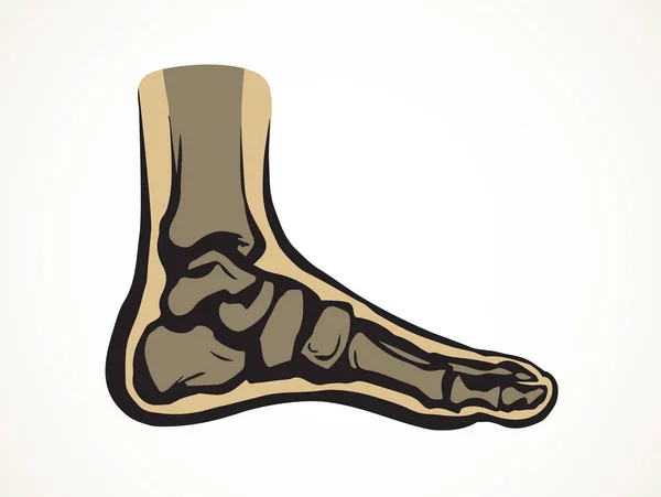 Huesos del pie. Dibujo vectorial — Vector de stock