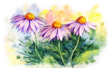 Chamomile sahada. Suluboya boyama
