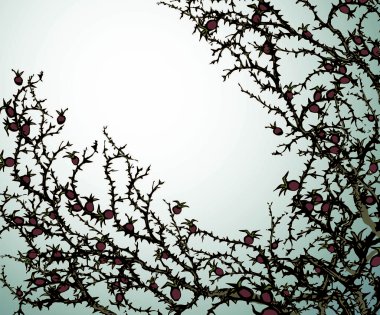 Blackthorn Şubesi. Vektör çizimi
