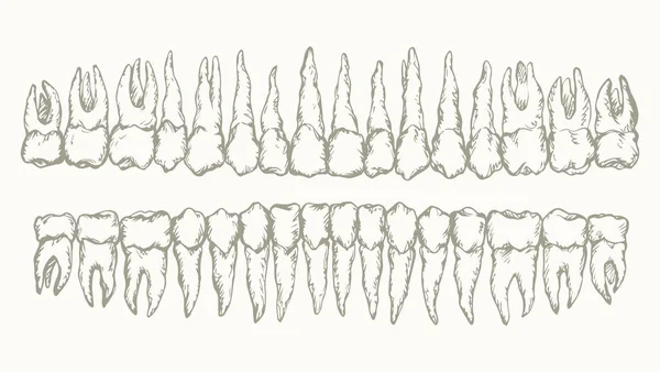 Розкладка зубів. Векторний малюнок — стоковий вектор