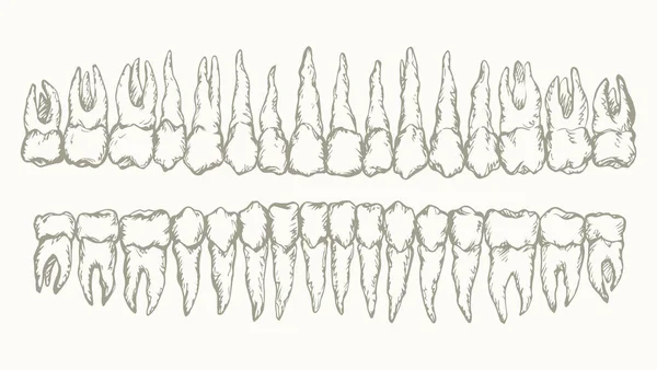 A disposição dos dentes. Desenho vetorial — Vetor de Stock