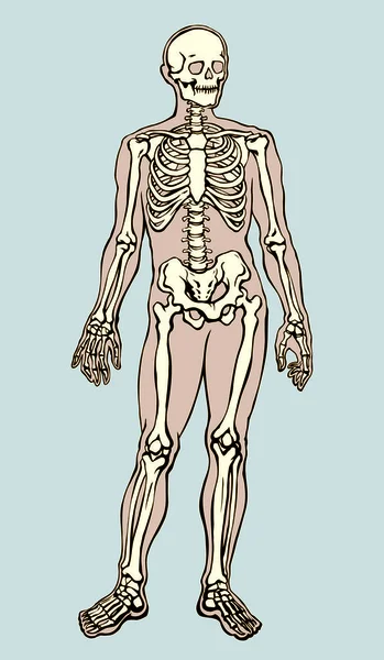 Scheletro umano. Disegno schematico vettoriale — Vettoriale Stock