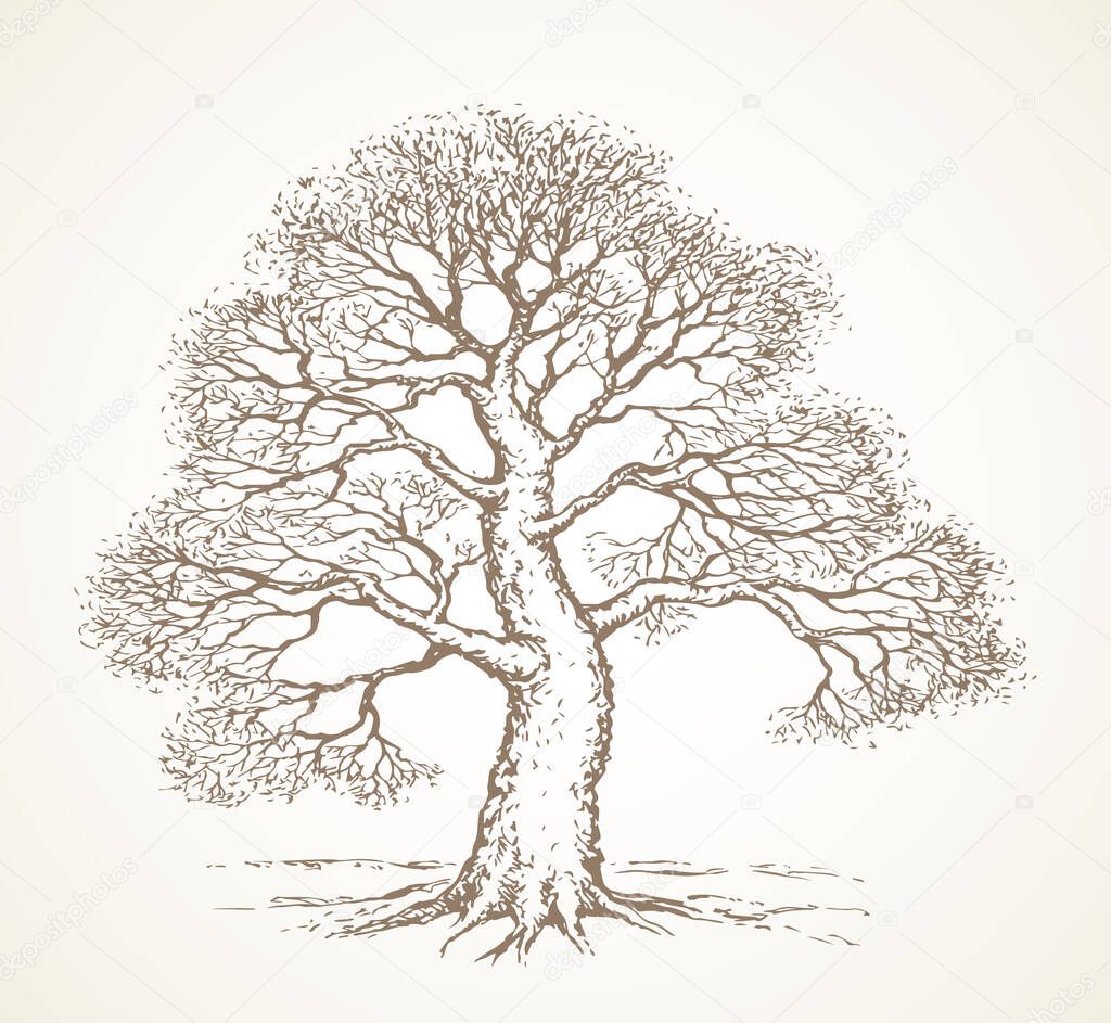 Big deciduous oaktree stem picture on space for text on sky backdrop. Freehand outline dark black ink pen hand drawn logo icon sign design sketchy in artistic retro doodle style on light paper card