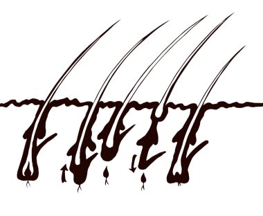 Gözenekli organ biyolojisi faz şeması beyaz kağıt metinde izole edilmiş. Çizgi siyah el lazer dermal medulla korteks güzellik logosu tasarımı modern sanat karikatür tarzında çizilmiş. Bölüm görünümünü kapat