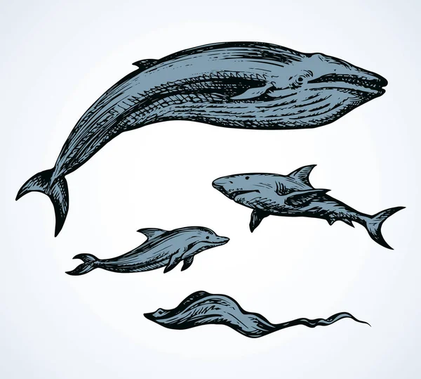 Big Atlantic Flipper Baleen Breach White Aqua Background Freehand Outline — Stock Vector
