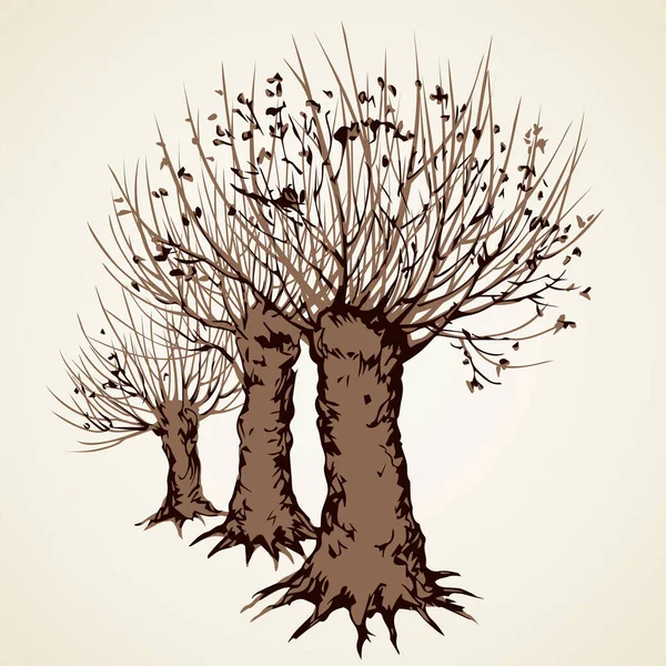잘려나간 낙엽수는 파크웨이 배경에서 분리되었다 자유롭게 그려진 스케치 미술의 그래픽 — 스톡 벡터