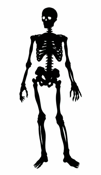 アンティークヘルス大人の男性の図椎骨の繊維要素は 白いテキスト空間に立っている 概要黒描画古い顔部分オルガンオブジェクトのロゴは レトロな古代美術版画スタイルのフロントビューでスケッチ — ストックベクタ