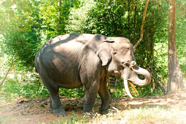 Éléphant d'Asie en Birmanie — Photo