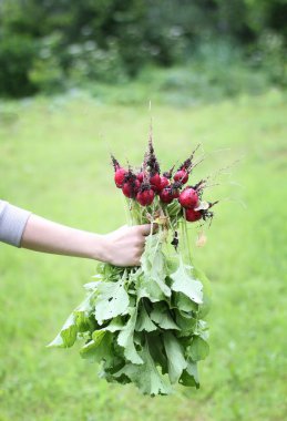 taze kırmızı turp