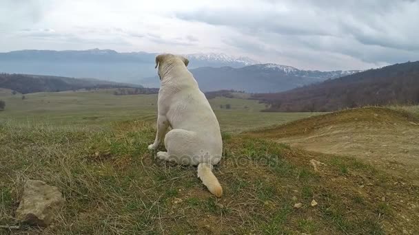 Labrador i bergen i Armenien. — Stockvideo