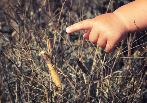Bayi tangan menunjuk ke belalang berdoa — Stok Foto