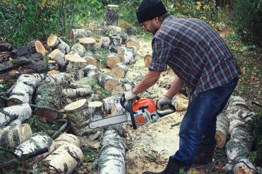 Oduncu ormanda testereyle devrilmiş bir huş ağacını testereyle kesiyor. Oduncu ormandaki kütükleri kesiyor..