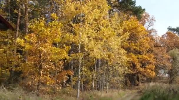 Frumoasă Pădure Autunm Picnic Familie Portbagajul Mașinii Tata Copilul Său — Videoclip de stoc