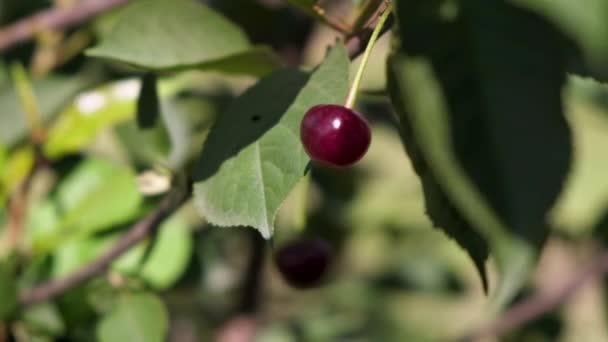 Érett Piros Cseresznye Bogyó Cseresznyefán Egy Organikus Kertben — Stock videók