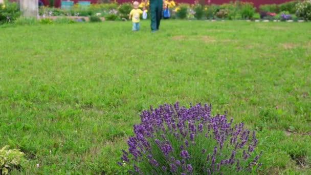 Baba Küçük Oğul Bahçıvanlar Ellerinde Bidonlarıyla Yeşil Çimlerde Lavanta Çiçeklerine — Stok video