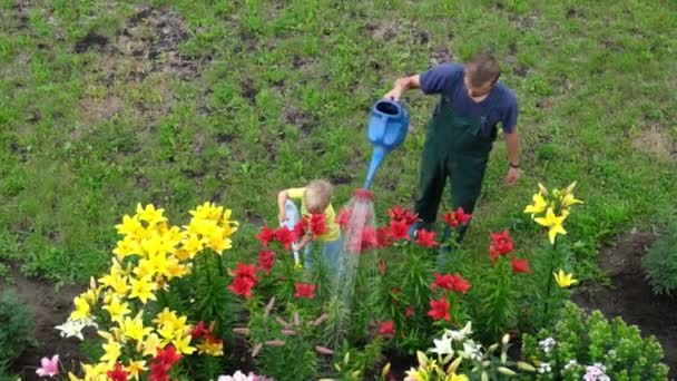 Πατέρας Και Γιος Κηπουροί Ποτίζουν Πολύχρωμα Κρίνα Παρτέρια Από Ποτιστήρια — Αρχείο Βίντεο