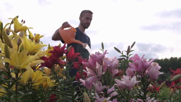 男农民正在浇灌一个花坛 花坛上放着来自浇灌罐的五彩缤纷的百合花 业余爱好 植物种植的概念 慢动作 专注于花 — 图库视频影像