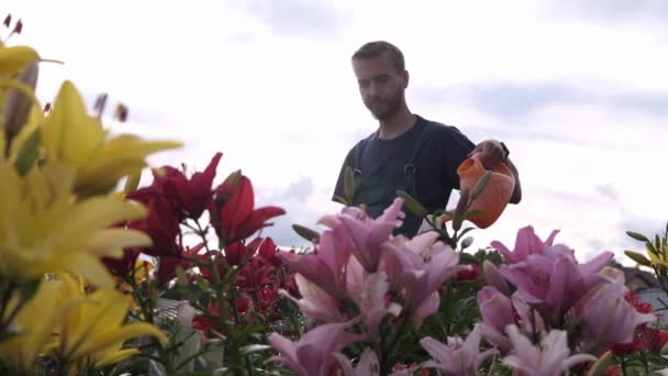 Jardineiro Masculino Está Regando Canteiro Flores Com Lírios Coloridos Uma — Vídeo de Stock