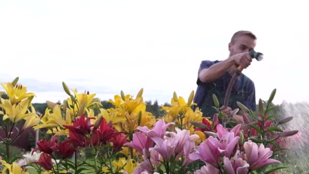 Šťastný Tančící Zahradník Který Oprašuje Lilie Květinovém Záhonu Usmívající Běloch — Stock video