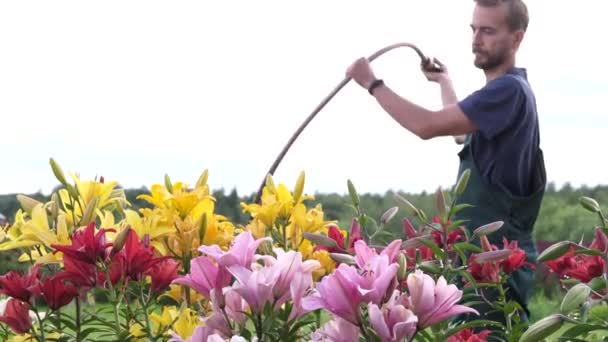 Jeune Homme Ludique Jardinier Arrosant Des Lis Dans Lit Fleurs — Video