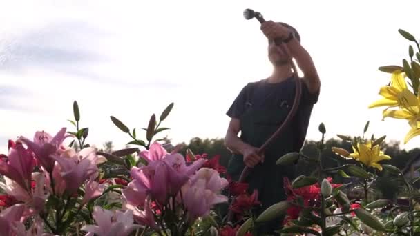 Gardener Hosing Lilies Flowerbed Sunset Young Caucasian Man Watering Blooming — 비디오