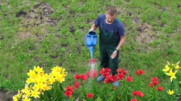 オスの農家は 散水缶からカラフルなユリで花壇に水をやっています 植物栽培の概念 空中撮影上からの眺め — ストック動画