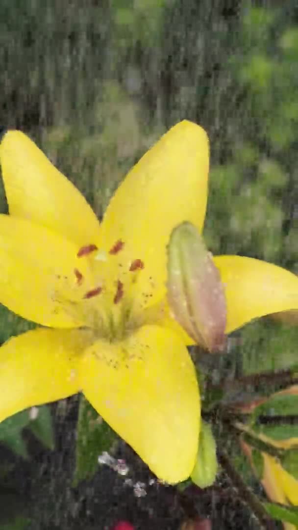 pousse au ralenti de l'arrosage belle fleur de lis jaune dans le jardin. Jardinage, concept de culture végétale . 