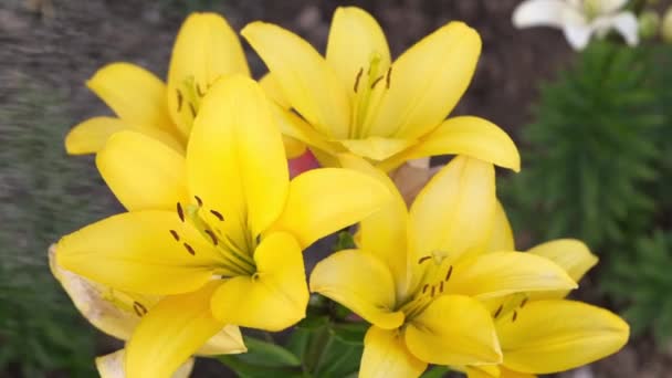 Αργή Κίνηση Πυροβολούν Πότισμα Όμορφο Κίτρινο Λουλούδι Κρίνο Στον Κήπο — Αρχείο Βίντεο