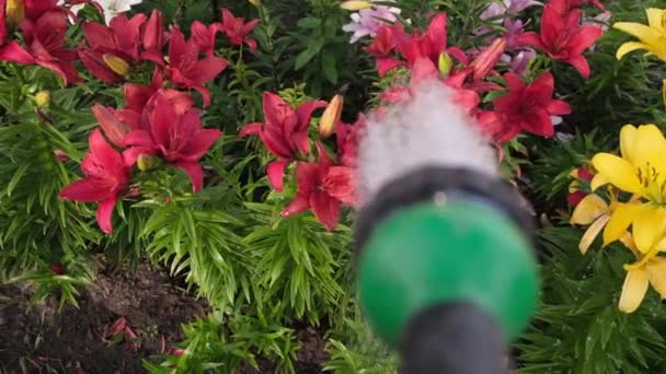 波夫园艺师在花坛上冲洗百合花 业余爱好 植物种植 浇花的概念 慢动作 — 图库视频影像