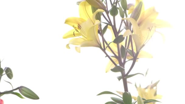 Beet Mit Bunten Lilien Garten Gießen Zeitlupenaufnahmen Mit Schönem Sonnenlicht — Stockvideo