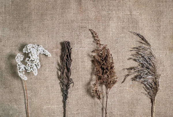 Lasting faded sustainable flowers on natural canvas background. Four different dried flowers on earth tone color burlap. Minimal photo concept. — ストック写真