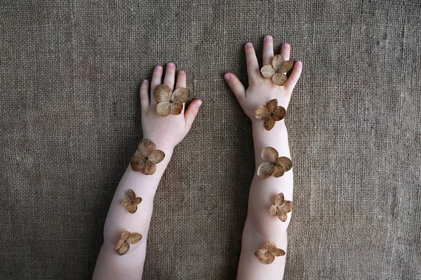 Manos de niño con flores secas de hortensia sobre fondo de arpillera. Sensación de naturaleza, vida sostenible, cuidado natural, concepto de cosmética orgánica. Moody floral tierra tono color imagen Fotos de stock