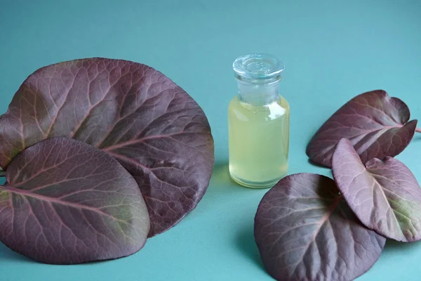 Botol kaca kosmetik mock-up dikelilingi oleh daun marun bergenia crassifolia dengan latar belakang warna pirus trendi. Minyak perawatan tubuh alami, shampo, sabun . — Stok Foto