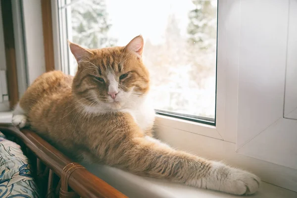 Animais domésticos, animais de estimação em casa. Ginger vermelho tabby gato deitado no peitoril da janela. Cena acolhedora, conceito de hygge, estilo de vida, autêntico. Espaço de cópia . — Fotografia de Stock