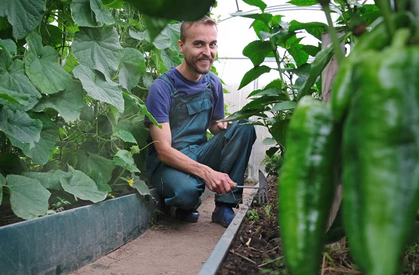 Heureux Agriculteur Masculin Labourer Sol Sur Lit Légumes Intérieur Serre — Photo