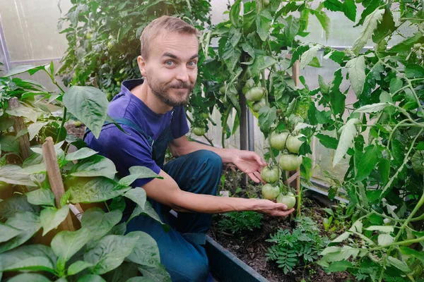 Beau Jeune Fermier Barbu Souriant Examinant Lit Tomates Serre Heureux — Photo