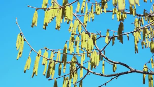 chatons de noisette fleurie jaune soufflant sur le vent contre le ciel bleu. Arbre à noisettes en fleurs dans la forêt printanière. Concept saisonnier du rhume des foins .
