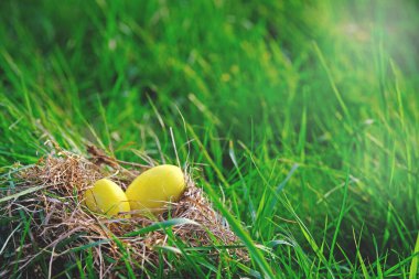 Minimum Paskalya bayrağı. İki sarı renkli yumurta doğadaki yeşil çayırda yuvanın içinde yatıyor. Paskalya yumurtası avı.