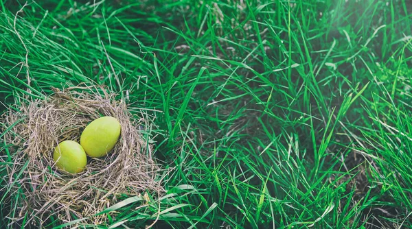 Minimal Easter Banner Two Yellow Colored Eggs Lying Nest Green — Stock Photo, Image