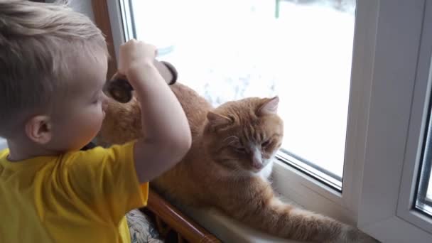 Dzieciak Zwierzak Bawią Się Razem Domu Czerwony Rudy Kot Leży — Wideo stockowe