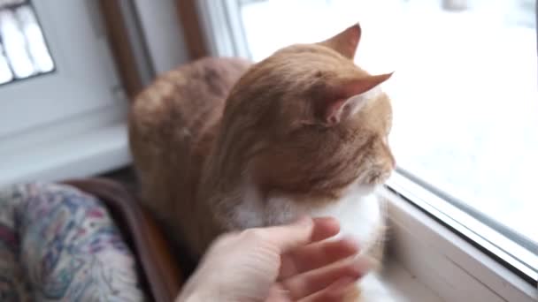 Pov Woman Scratches Cat Neck Her Little Son Comes Also — Stock Video