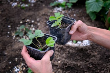 Çiftçi elinde bahçe arka planına karşı çilek tohumu tutuyor. Yerel organik tarım. Ev yapımı böğürtlen. 