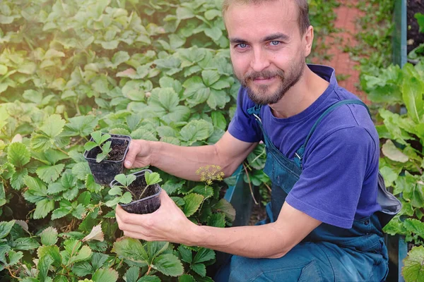 Handsome smiling farmer holds strawberry seedling in his hands against garden background. Bio organic farming gardening. Homegrown berries. Local business plant nursery.